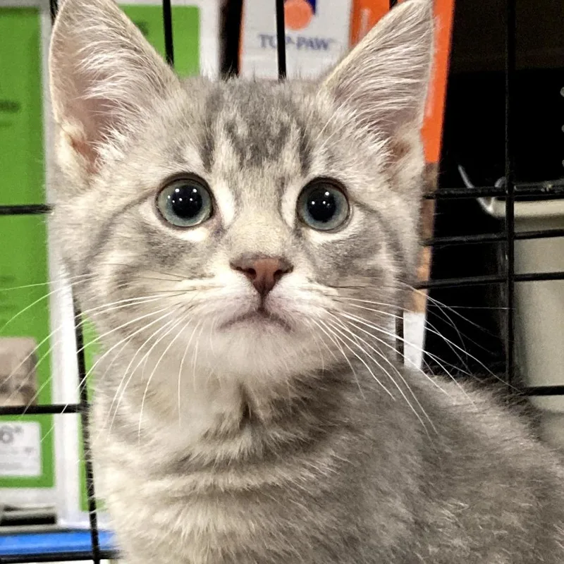 A baby small-sized male Gray / Blue / Silver Domestic Short Hair cat named Baloo for adoption in Springfield, IL