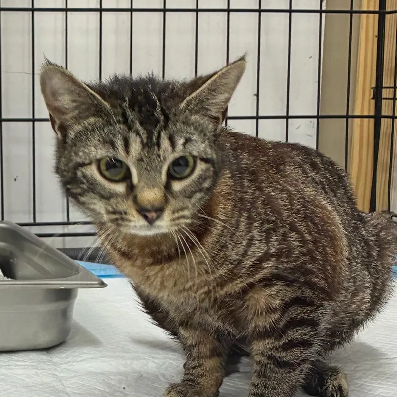 A young medium-sized female Gray / Blue / Silver Domestic Short Hair cat named Stormy for adoption in Hattiesburg, MS