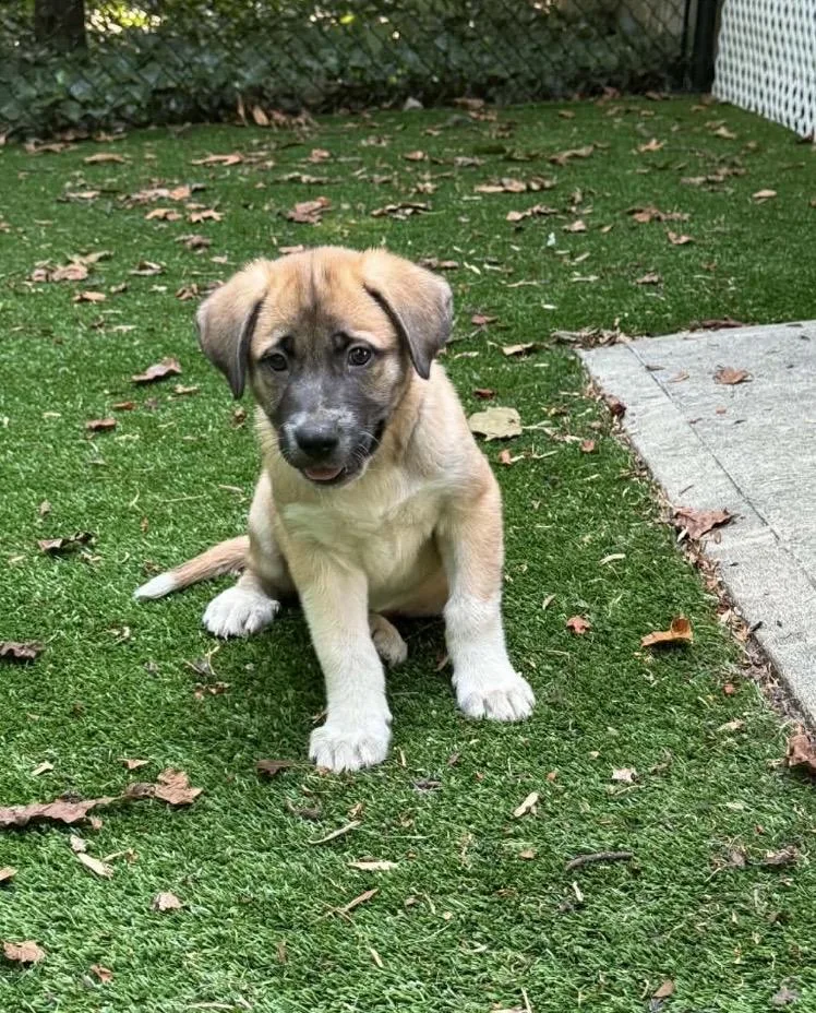 A baby large-sized male Yellow / Tan / Blond / Fawn German Shepherd Dog dog named Potsie for adoption in Kannapolis, NC