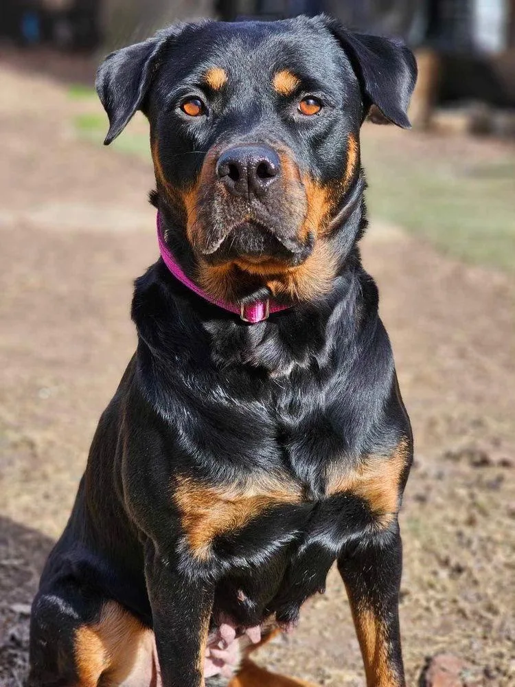 An adult large-sized female Rottweiler dog named Abby for adoption in Cary, NC