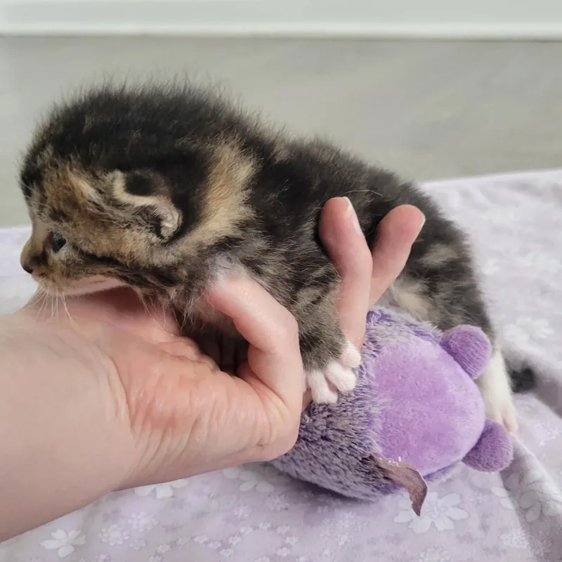 A baby small-sized female Brown / Chocolate Domestic Short Hair cat named Celes for adoption in Redmond, WA