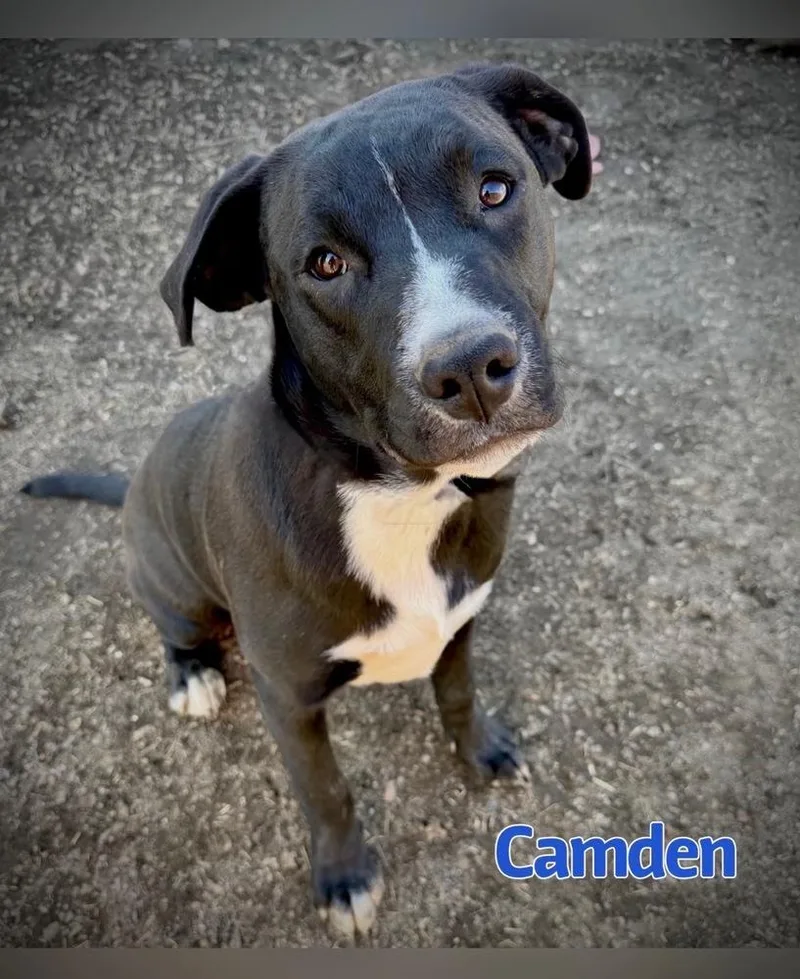 A young large-sized male Labrador Retriever dog named Camden for adoption in Tulsa, OK