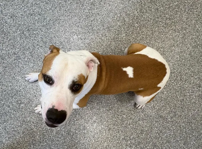 A young medium-sized male Pit Bull Terrier dog named Huck for adoption in Findlay, OH