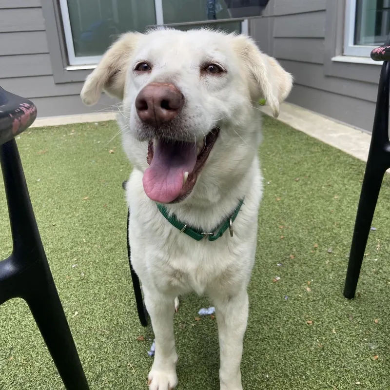 A senior medium-sized female White / Cream Husky dog named Vicky for adoption in Greensboro, NC