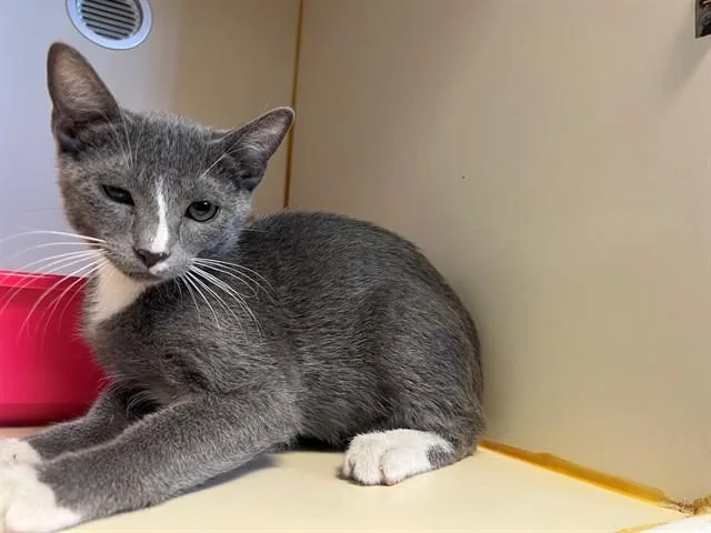 A baby small-sized male Domestic Short Hair cat named Gizmo for adoption in Blythe, CA