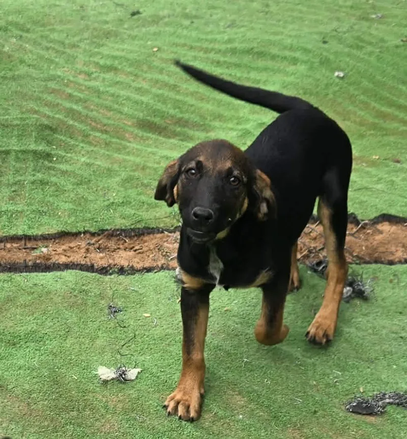 A baby medium-sized female Bicolor Hound dog named Snapdragon for adoption in Uxbridge, MA