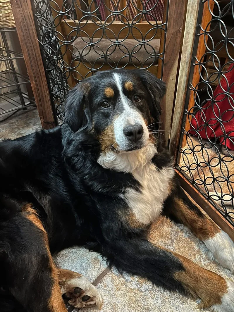 Ellie Mae thumbnail 4