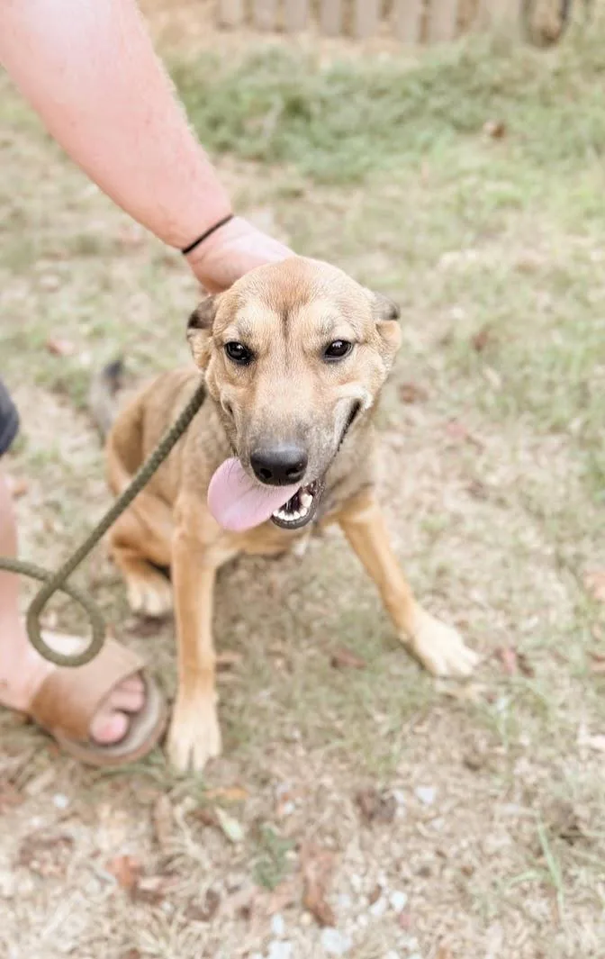 A young medium-sized female German Shepherd Dog dog named Lily for adoption in Fosters, AL
