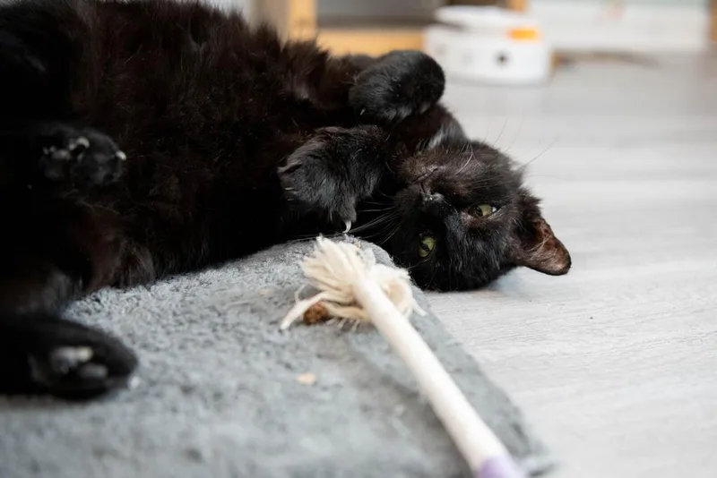 An adult medium-sized male Black Domestic Short Hair cat named Mystic for adoption in Harpers Ferry, WV