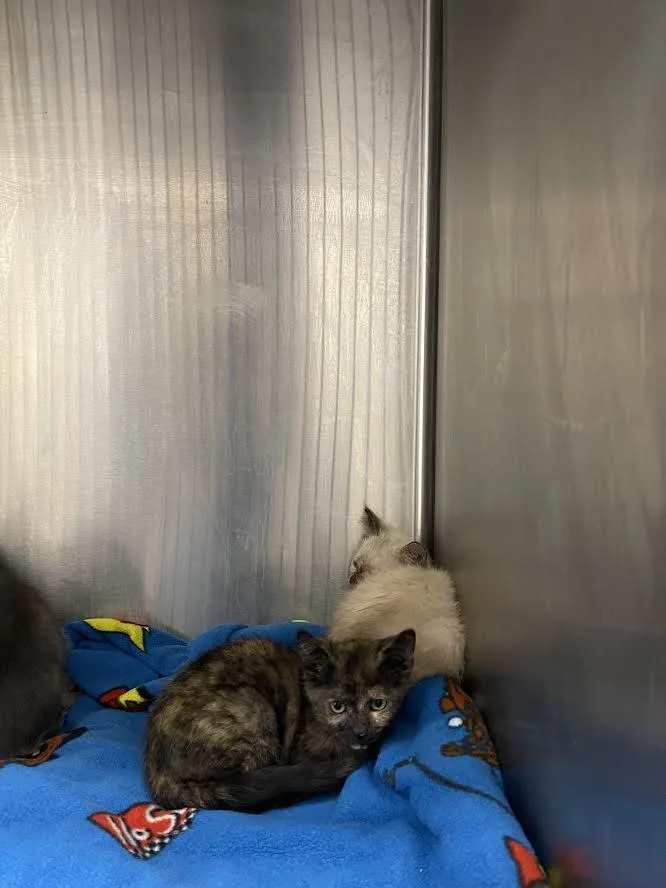 A baby small-sized female Domestic Short Hair cat named Gucci for adoption in Los Angeles, CA