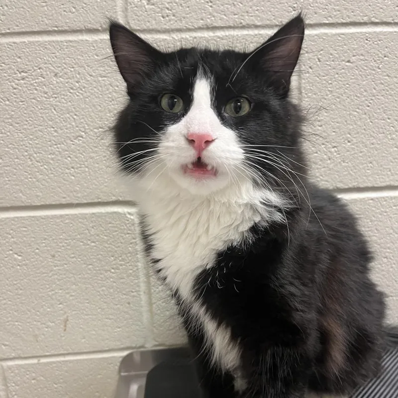 An adult medium-sized male Black Domestic Long Hair cat named Treehouse for adoption in Bristol, IN