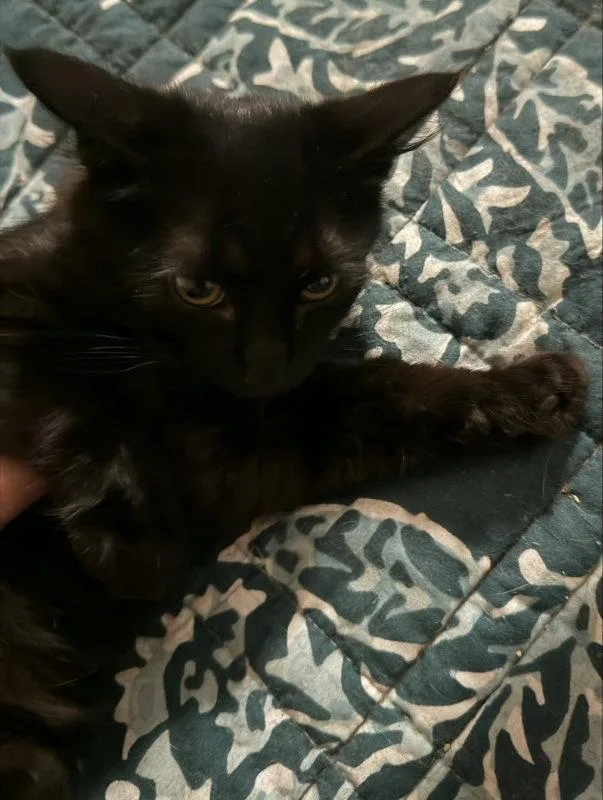 A baby medium-sized female Black Domestic Long Hair cat named Blueberry for adoption in Pineville, LA