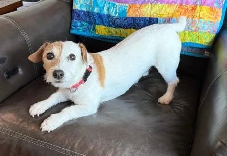 A senior small-sized male Jack Russell Terrier dog named Tigger for adoption in Clatskanie, OR