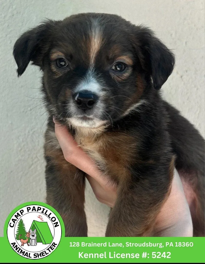 A young medium-sized male Bernese Mountain Dog dog named Ramone for adoption in Stroudsburg, PA