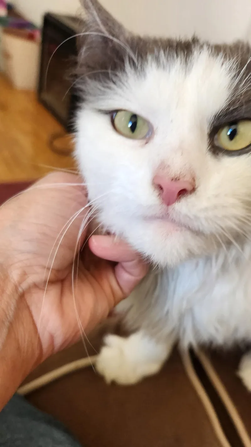 An adult medium-sized female Domestic Medium Hair cat named Nala And Simba for adoption in Ellicott City, MD
