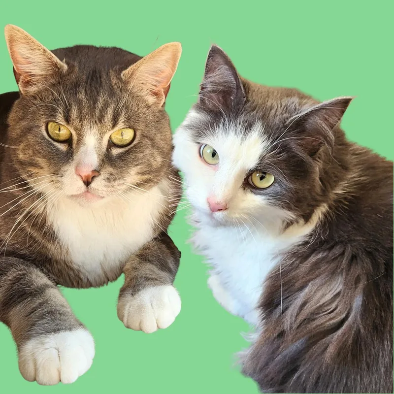 Nala And Simba thumbnail 2