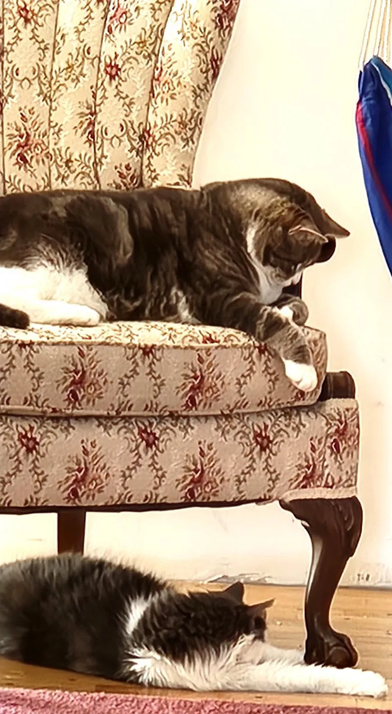 Nala And Simba thumbnail 3