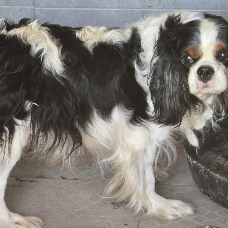 An adult small-sized female Tricolor (Brown, Black, & White) Cavalier King Charles Spaniel dog named Belle for adoption in Zaleski, OH
