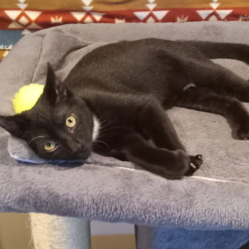A baby medium-sized male Domestic Short Hair cat named Everett for adoption in Beacon, NY