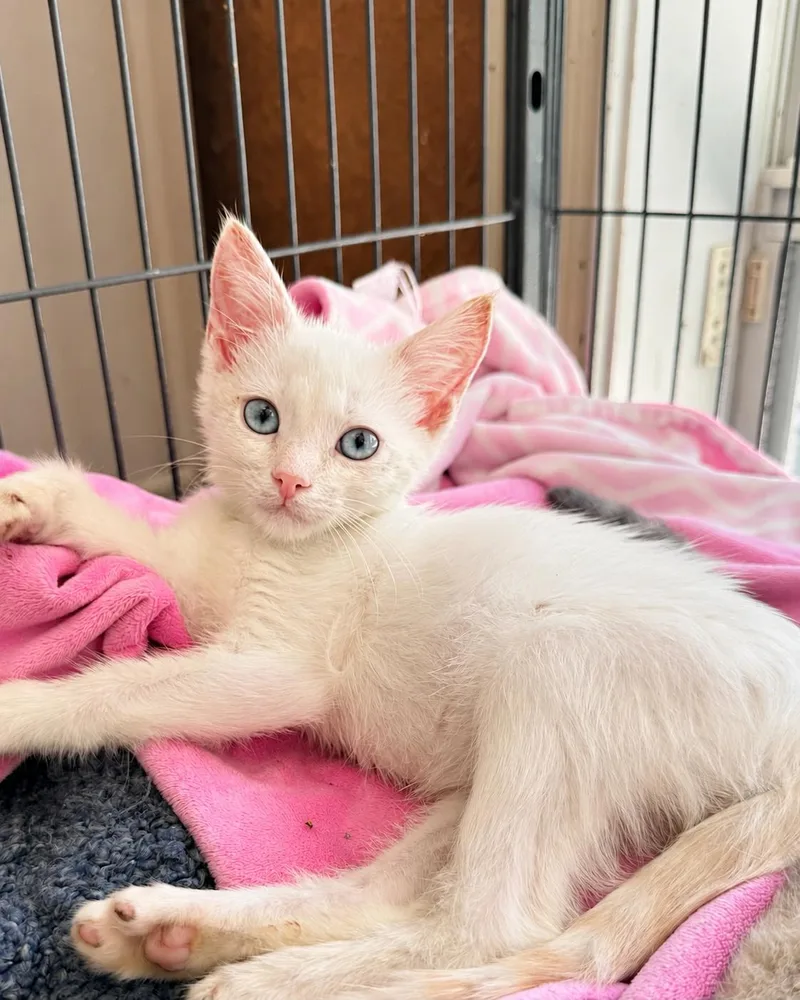 A baby medium-sized male White Siamese cat named Baby G for adoption in Tavares, FL