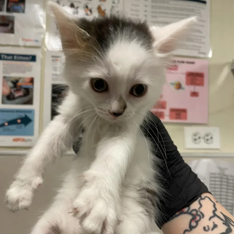 A baby small-sized female Domestic Short Hair cat named Boysenberry for adoption in Chicago, IL