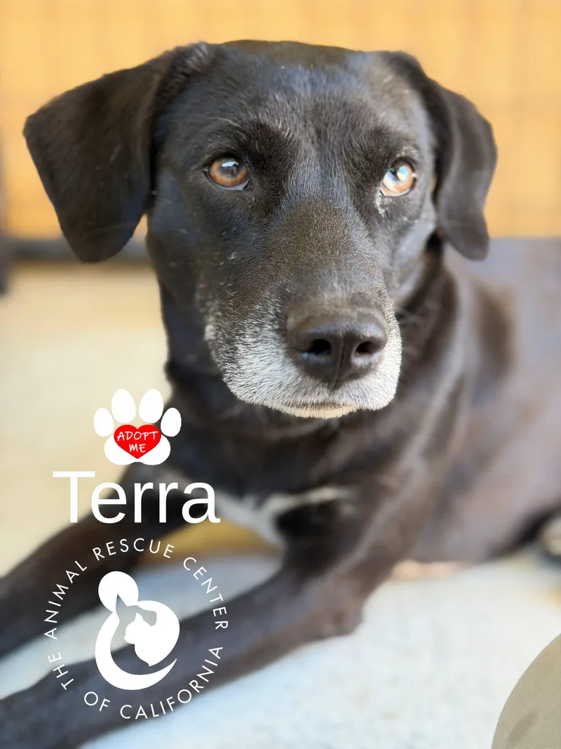 Terra