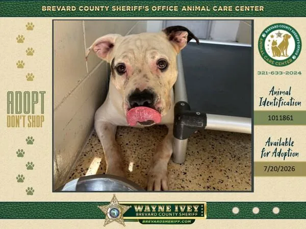 An adult large-sized male Mixed Breed dog named Olaf for adoption in Melbourne, FL