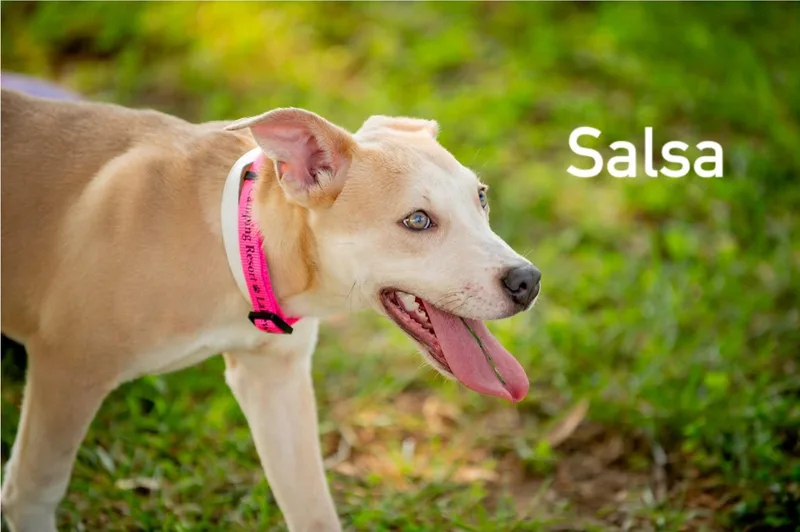 Salsa