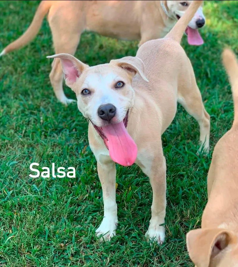 Salsa thumbnail 2