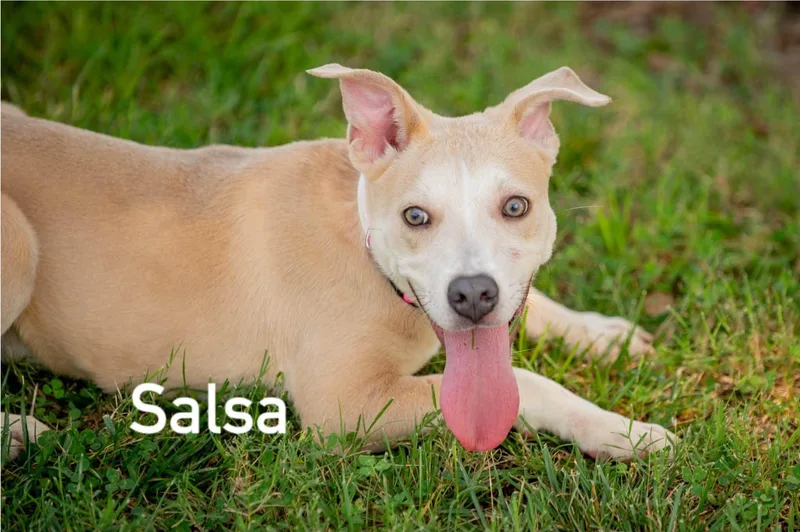 Salsa thumbnail 3