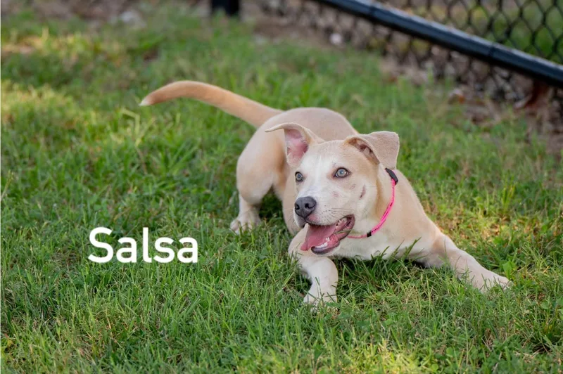 Salsa thumbnail 4