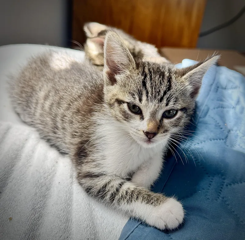 A baby medium-sized female Tabby (Buff / Tan / Fawn) Domestic Short Hair cat named Mel for adoption in Santa Ana, CA