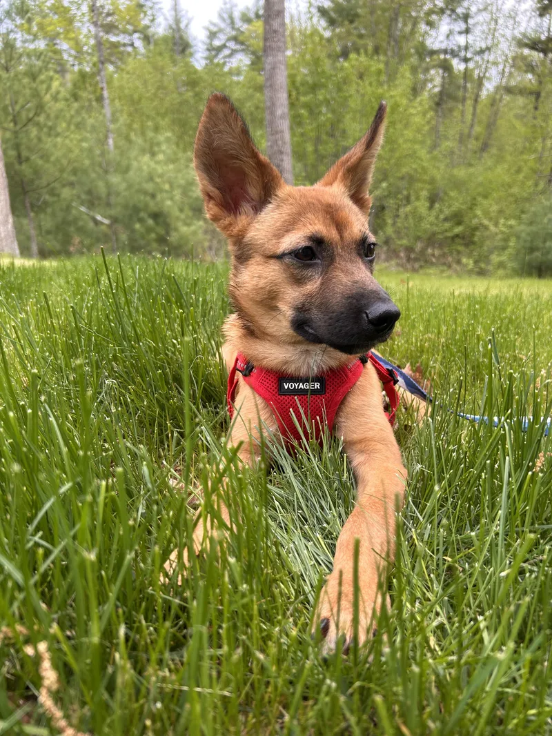 Gunner  Big Ears thumbnail 2