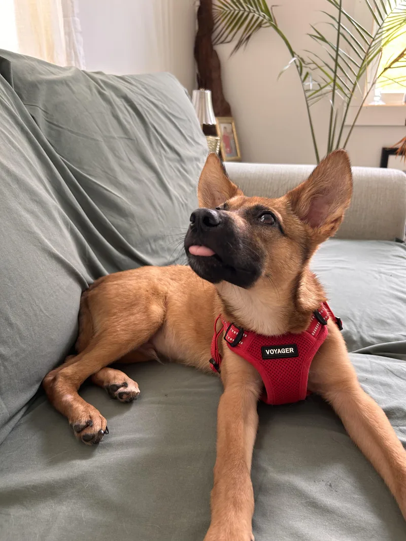 Gunner  Big Ears thumbnail 5