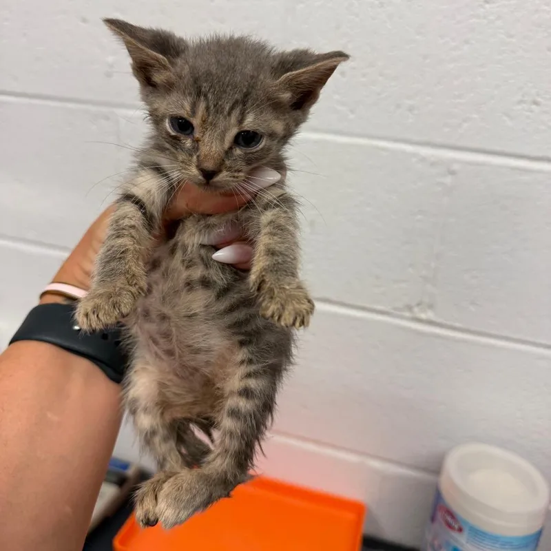 A baby small-sized male Gray / Blue / Silver Domestic Short Hair cat named Steve Purrwin for adoption in Evensville, TN