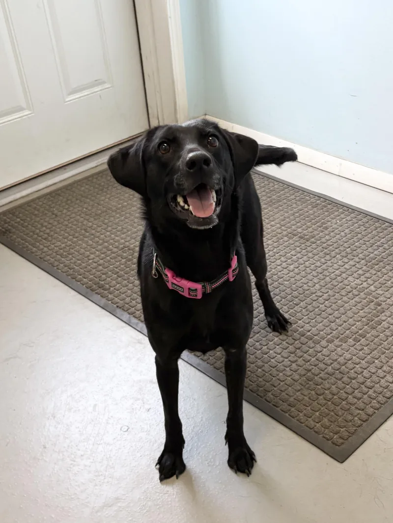 A young medium-sized female Mixed Breed dog named Roxie for adoption in Big Rapids, MI