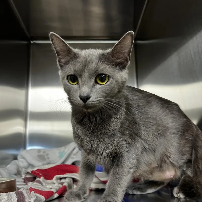 An adult medium-sized female Gray / Blue / Silver Domestic Short Hair cat named Salsa for adoption in Harrisville, WV