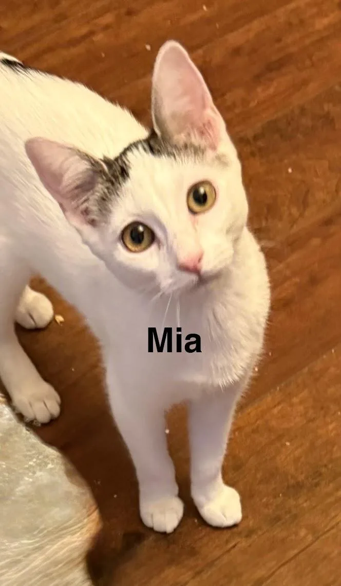 A baby medium-sized female Domestic Short Hair cat named Mia for adoption in Zimmerman, MN