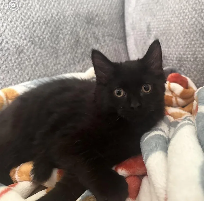 Pepper thumbnail 2