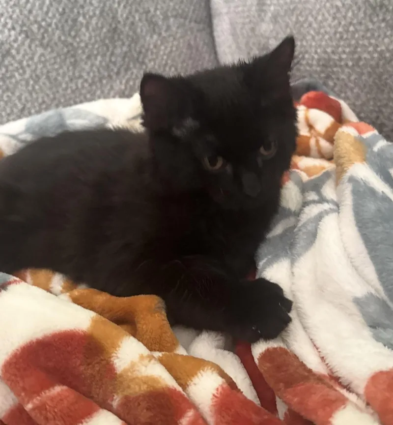 Pepper thumbnail 5