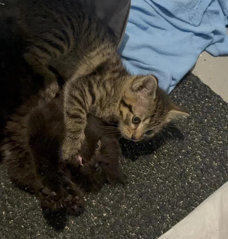 Pepper thumbnail 6