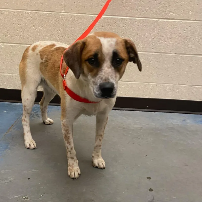 A young medium-sized male White / Cream Mixed Breed dog named Doug for adoption in Memphis, TN