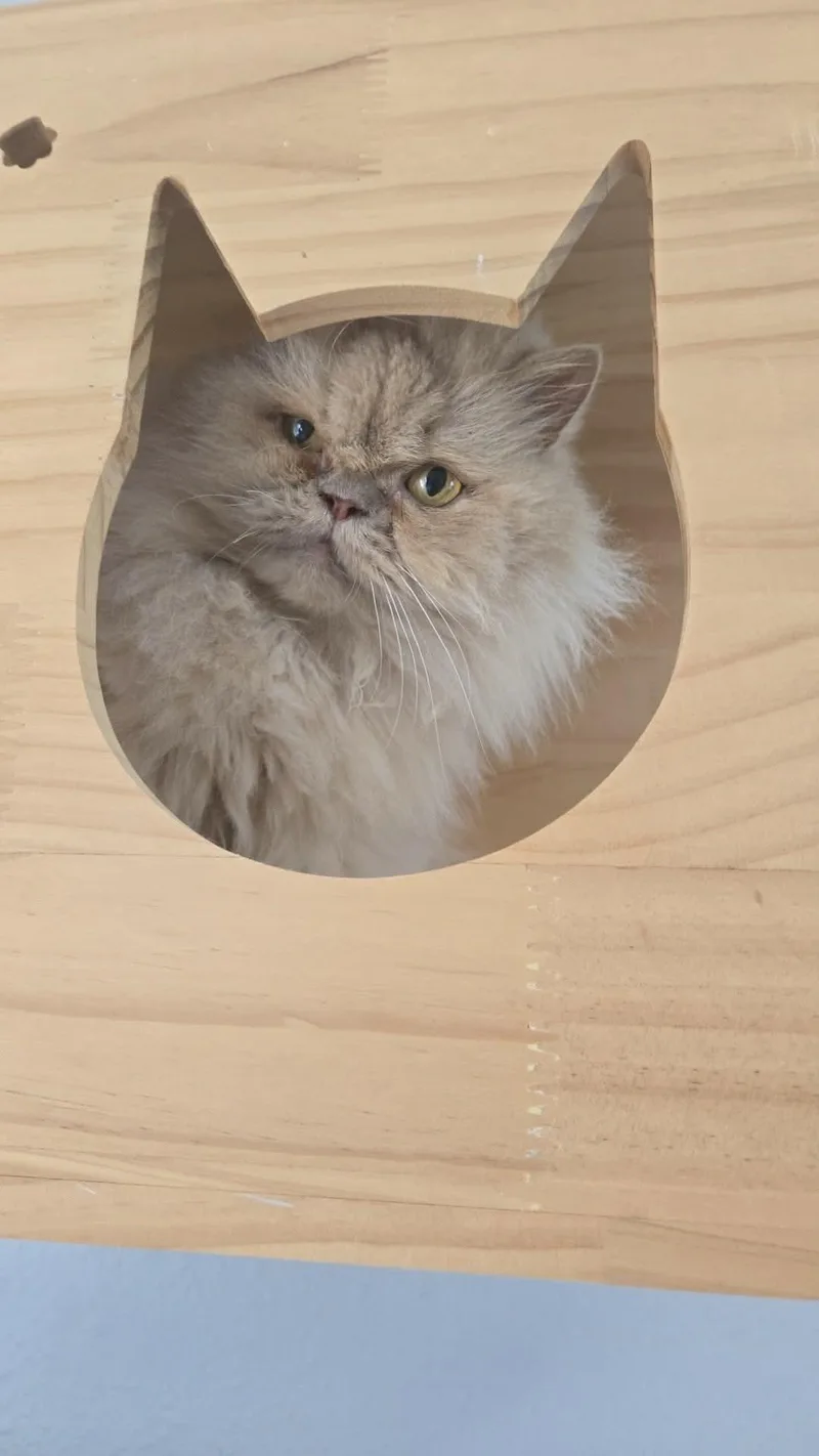 An adult medium-sized female Persian cat named Raincloud for adoption in Laguna Niguel, CA