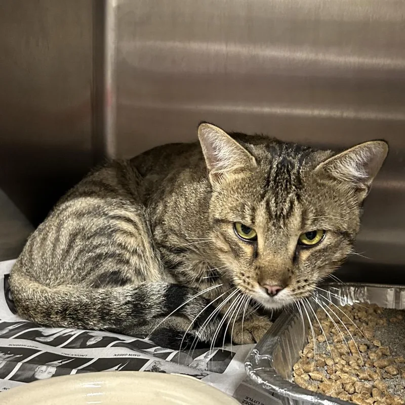 An adult large-sized male Brown / Chocolate Domestic Short Hair cat named Hercules for adoption in Pauls Valley, OK