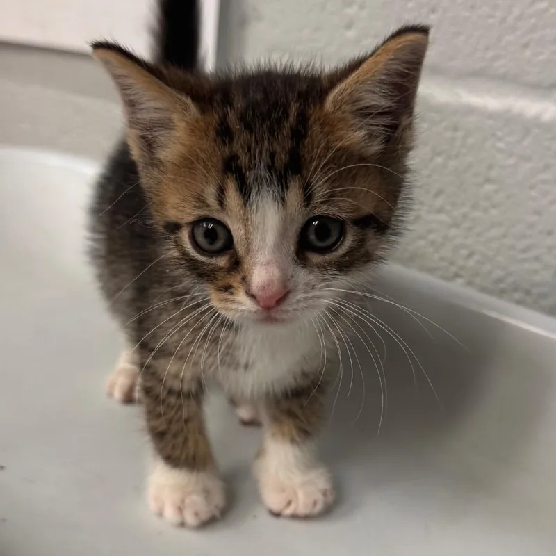 A baby small-sized male Brown / Chocolate Domestic Short Hair cat named NickAT PETCO for adoption in Birdsboro, PA