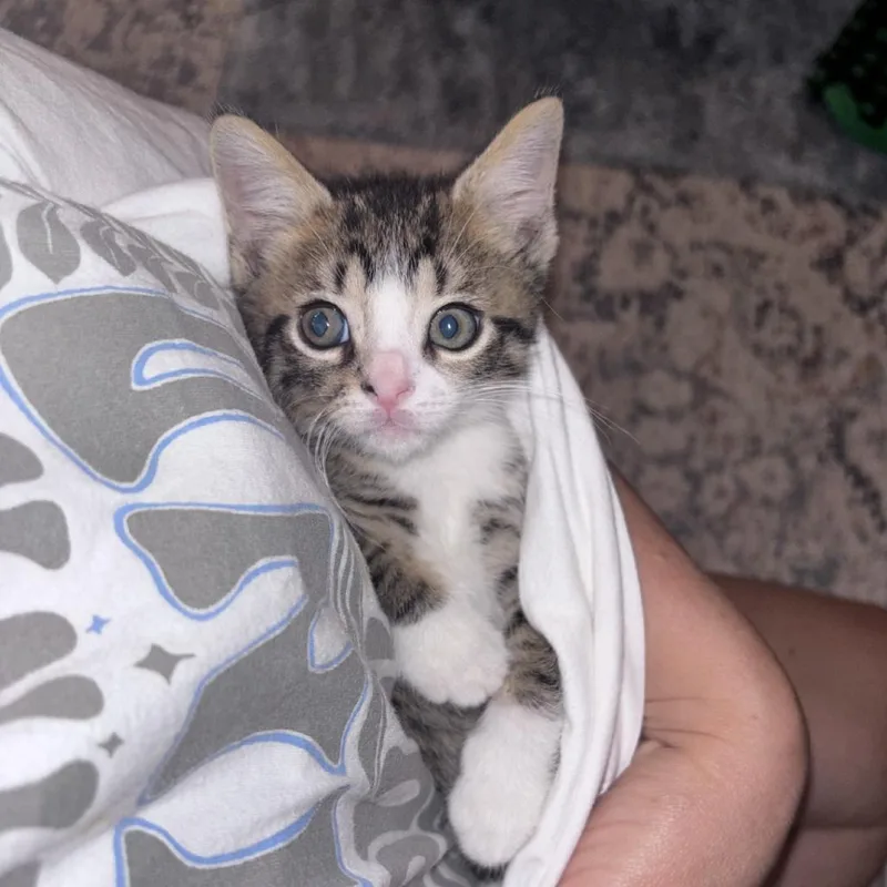 NickAT PETCO thumbnail 2
