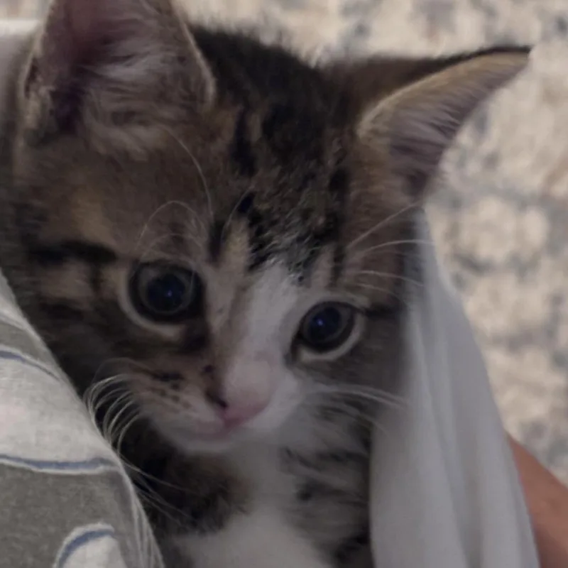 NickAT PETCO thumbnail 3
