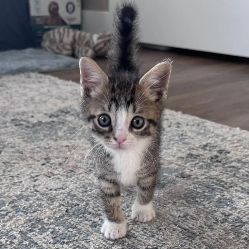NickAT PETCO thumbnail 4