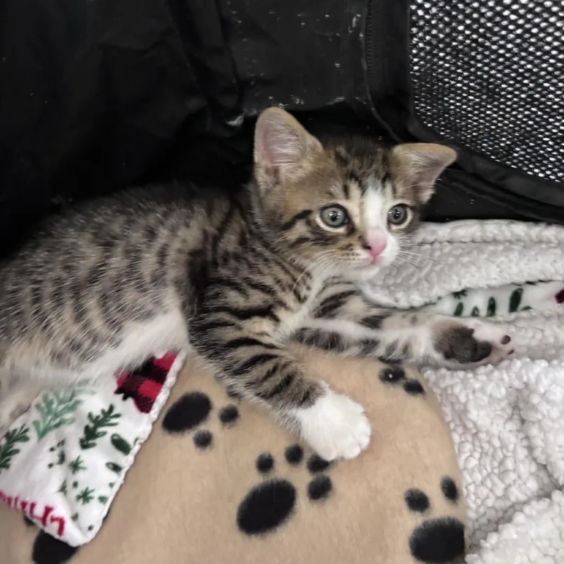 NickAT PETCO thumbnail 5