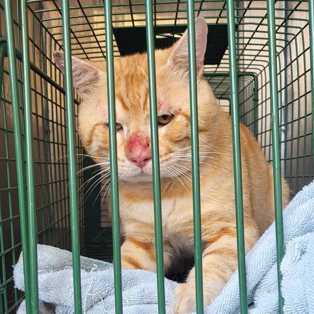 A young large-sized male Domestic Short Hair cat named Monte for adoption in San Antonio, TX